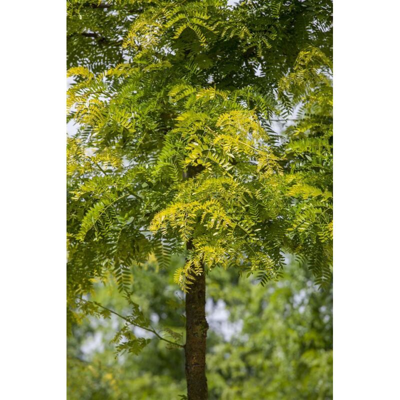 Gleditsia triacanthos 'Sunburst' Hei c 5 60-80