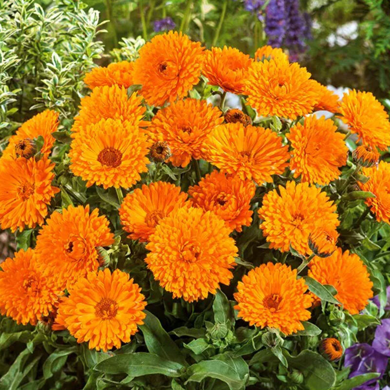 2000 St. Ringelblumen Samen – Calendula Pacific Beauty Mix, Nicht-GVO-Samen, Garten & Balkon