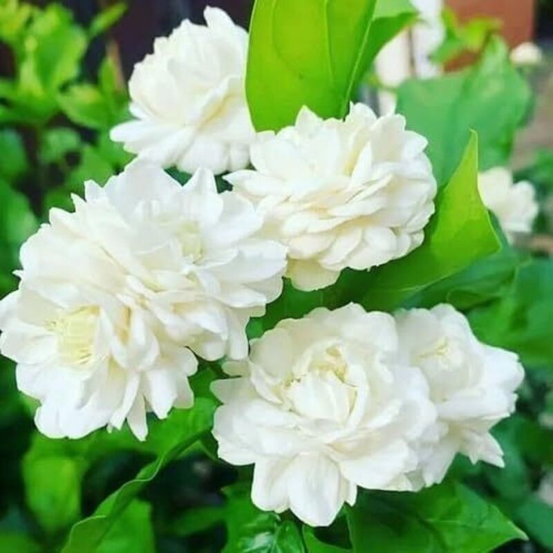 Jasmin Samen – Über 200 Samen – Gefüllte Blüten – Intensiver Duft – Non-OGM – Kultur Innen Außen