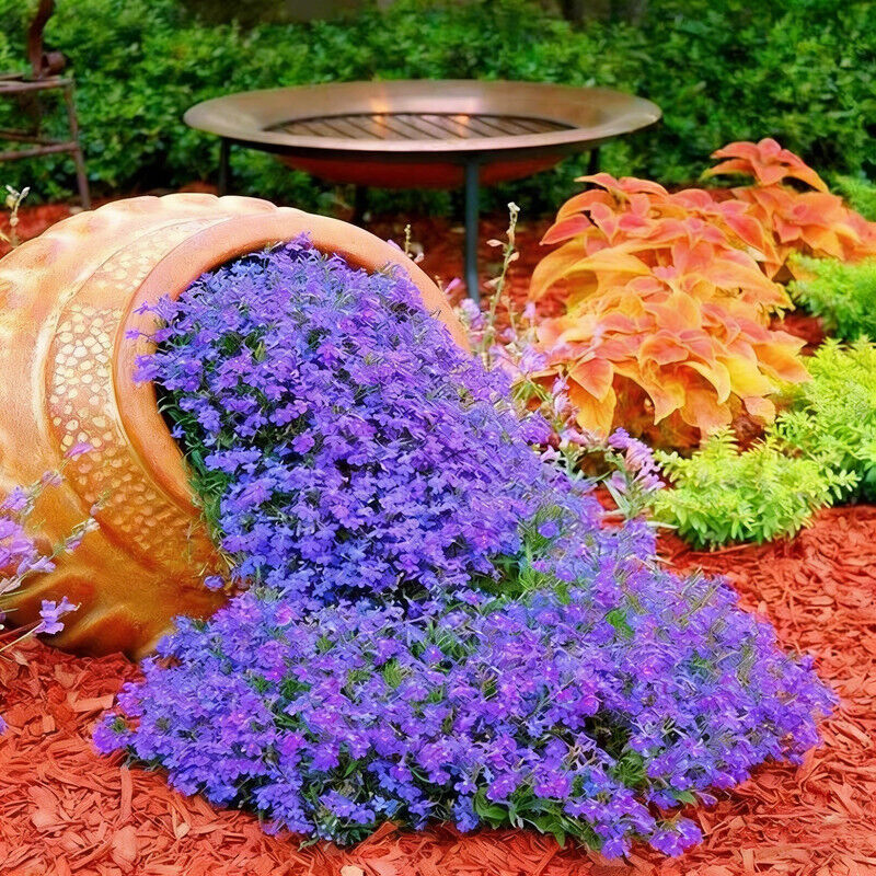 2000 Lobelia Samen, einfach zu züchten, Blumen Samen mit Dünger, lange Blüte, lebendige Farben, Boden deckende Wild Blumen Samen, für Balkon,