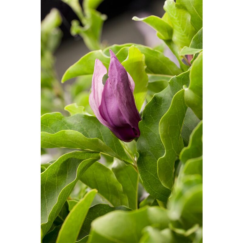 Pflanzen-für-dich.de - Magnolie 'Black Beauty'® Magnolia 'Black Beauty' 7L 60- 80
