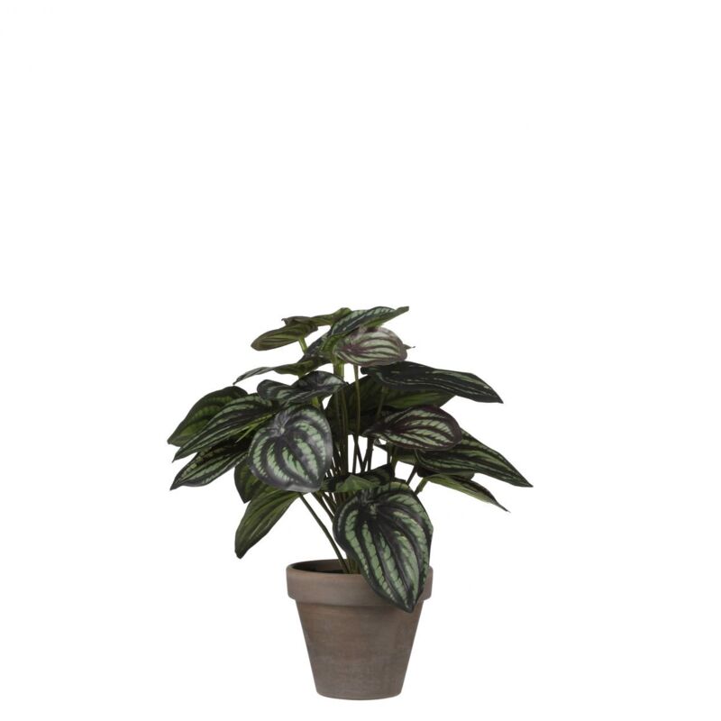 Mica Decorations - Mica Kunstpflanze Peperomia dunkelgrün, 24 x 23 cm Kunstpflanzen