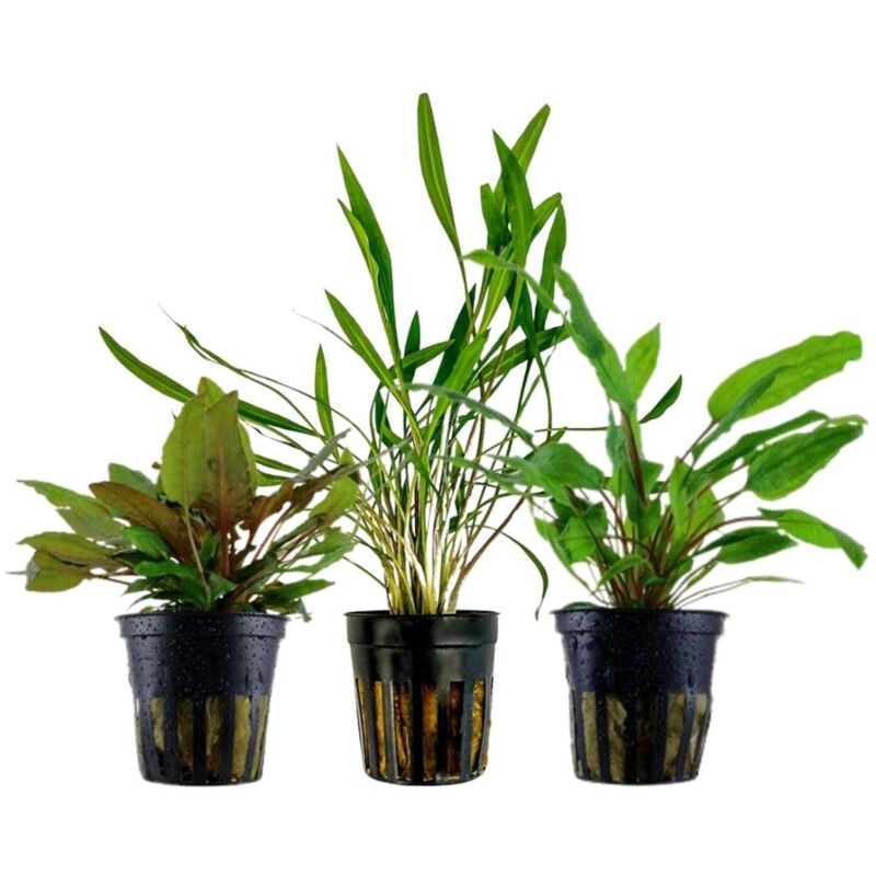 Aquaristikwelt24 - Pflanzen Set mit 3 Cryptocoryne Aquariumpflanzen Set Nr.238