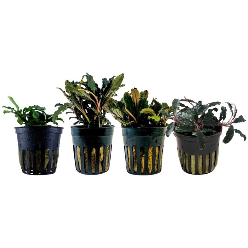 Aquaristikwelt24 - Pflanzen Set mit 4 Bucephalandra Aquariumpflanzen Set Nr.243