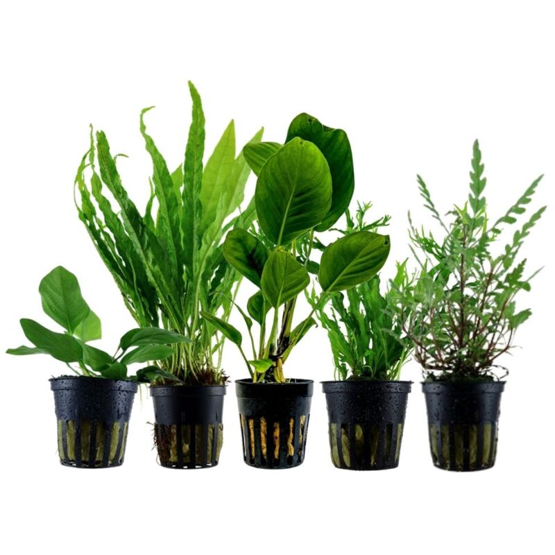 Pflanzen Set mit 5 Aufsitzer Aquariumpflanzen Nr.217