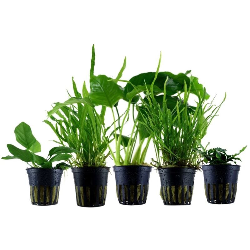 Aquaristikwelt24 - Pflanzen Set mit 5 Aufsitzer Aquariumpflanzen Nr.253