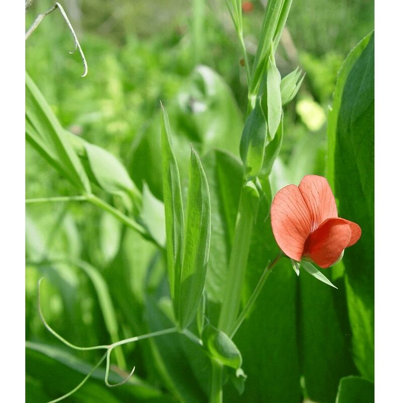 Freudenberger - Platterbse 25 kg merkur Eiweiß Leguminose Begrünung Zwischenfruchanbau Lathyrus