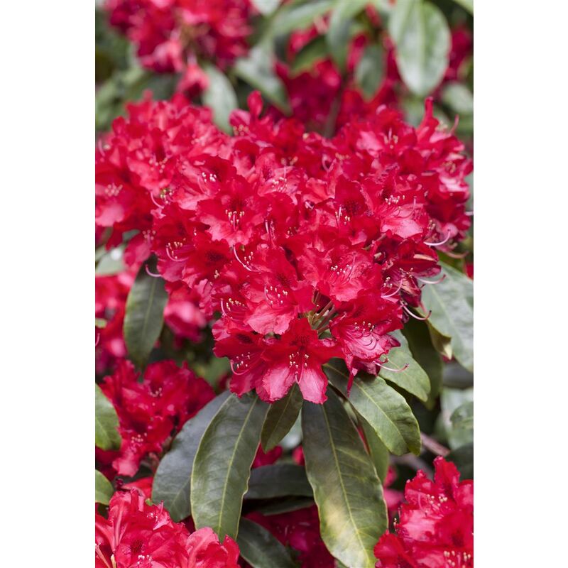 Pflanzen-für-dich.de - Rhododendron-Hybride 'Red Jack' Rhododendron Hybr.'Red Jack' C12 60- 70