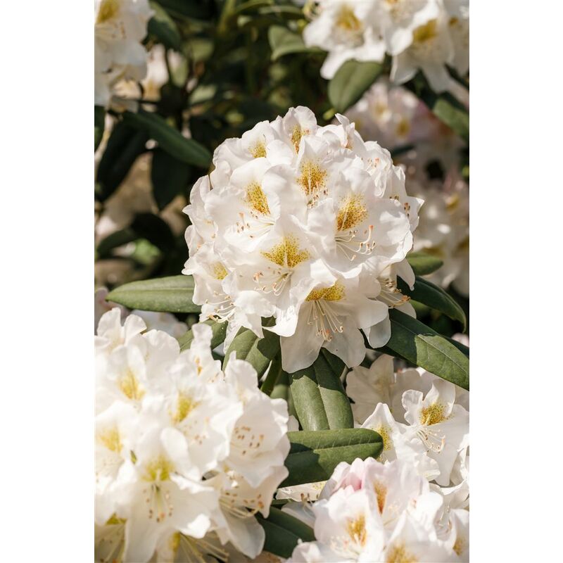 Pflanzen-für-dich.de - Rhododendron 'inkarho® Weiße Dufthecke' Rhododendron inkarho ® weiße Dufthecke 5L 40- 60