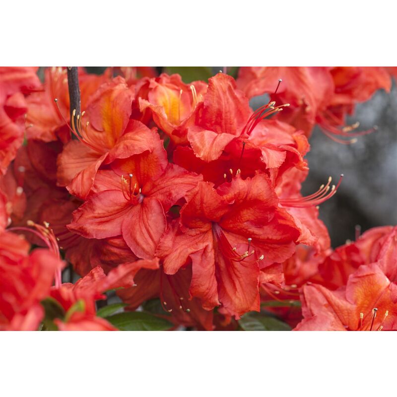 Pflanzen-für-dich.de - Sommergrüne Azalee 'Feuerwerk' Rhododendron lut.'Feuerwerk' c 5 40- 50