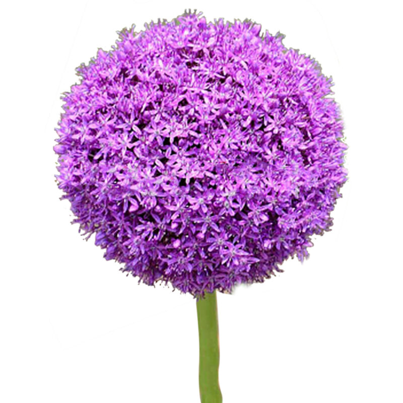 Riesen-Lauch (Allium) Samen - 100 Samen für Garten, Balkon und Rasen
