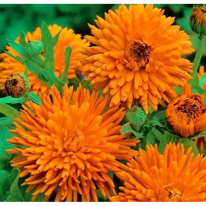 Ringelblumen Blumen Samen 1000 – Orangefarbene Blumen für Garten, Gemüsegarten und Beete, Üppige Blüte