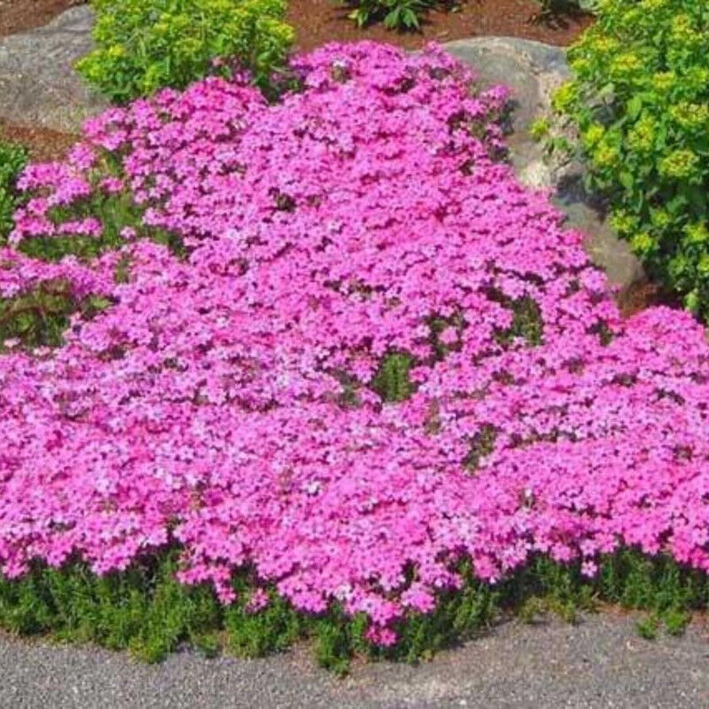 Rosa Polster-Phlox-Samen – 1000 Samen für Garten und Gemüsebeet, einfach zu ziehende Blumensamen, mehrjähriger Bodendecker, winterhart