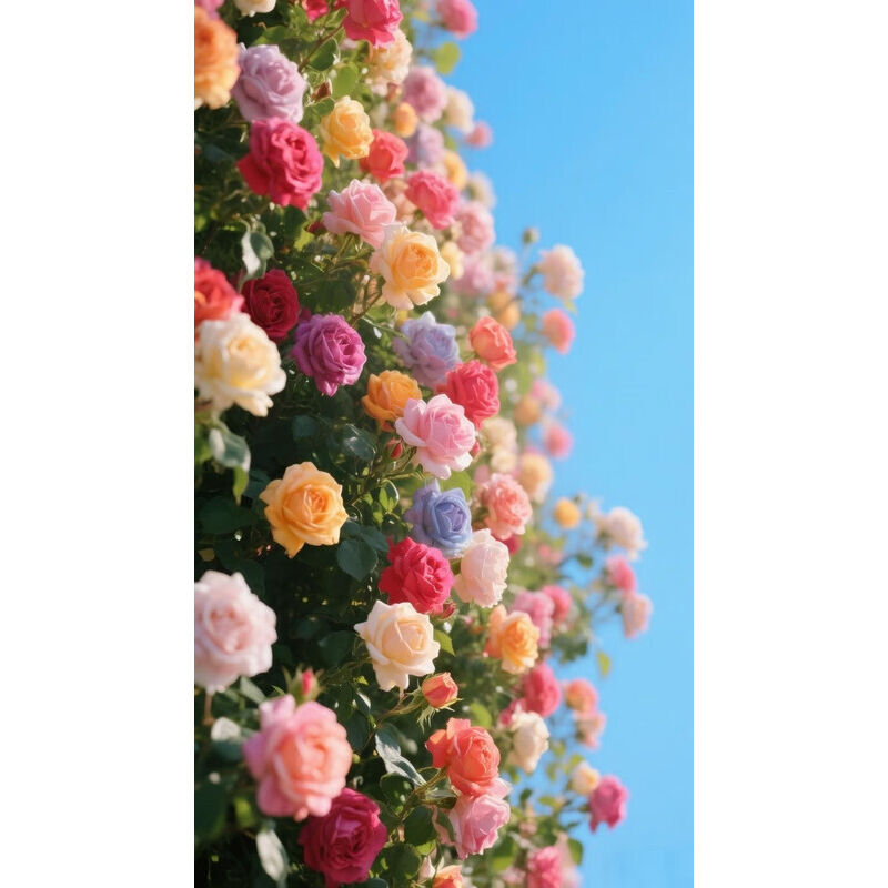 240 Rosen Samen, mehrfarbige Kletter Rosen, einfach zu züchten, schöne Blüten, Blumen Samen, kontinuierliche Blüte, für Balkon, Garten und