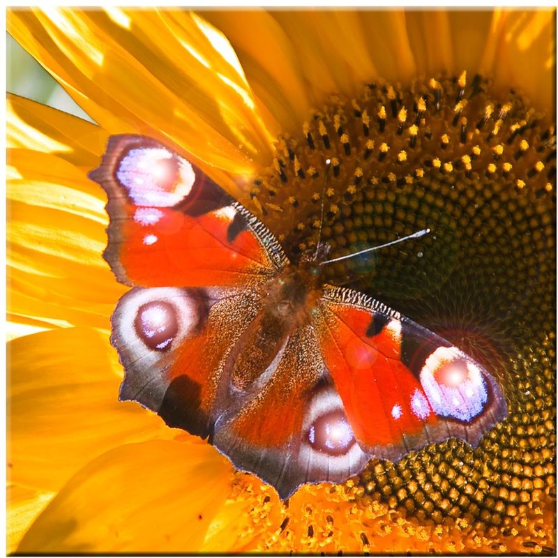 No Brand - LED-Bild Schmetterling Wand Dekoration Bild Licht Leuchtbild Leinwand Wandbild warmweiß Eglo 75037