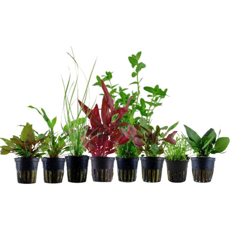 Aquaristikwelt24 - Set für 60 Liter Aquarien mit 8 Pflanzen Aquariumpflanzen Set Nr.136