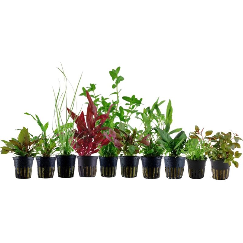 Aquaristikwelt24 - Set für 80 Liter Aquarien mit 10 Pflanzen Aquariumpflanzen Set Nr.137
