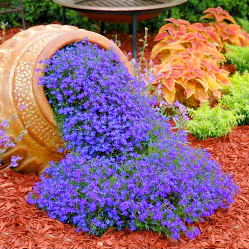 Sixbépale-Samen – 2000 Samen für Garten und Gemüsebeet, einfach zu ziehende Blumensamen, mehrjähriger Bodendecker, winterhart, blau