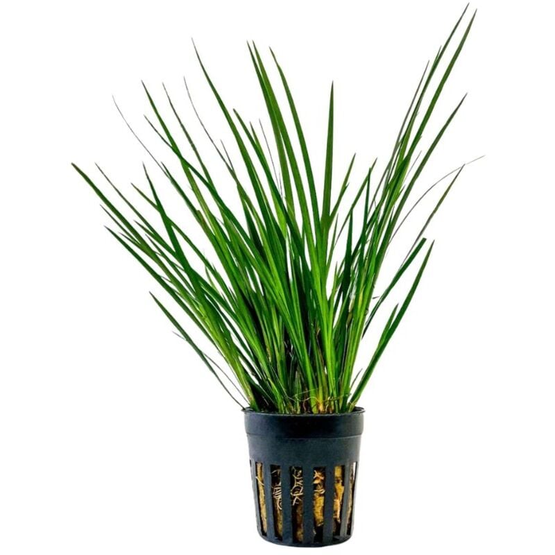 Terrarium Pflanze Acorus gramineus Topf Nr.401T