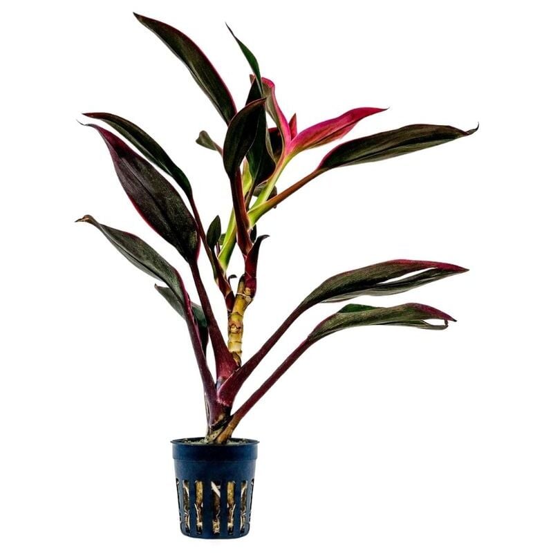 Terrarium Pflanze Cordyline red edge Topf Nr.402T
