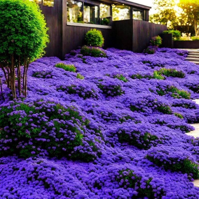Thymian Samen 10000 Stück violett, Kräuter Samen Garten