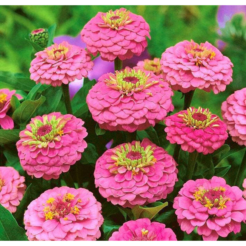 Zinnia Rosa Samen – 2000 Stück, Dekorative Gartenblumen, GMO-frei mit Dünger, Schnelle und Langlebige Blüte
