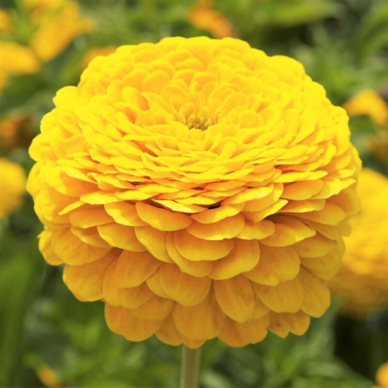 Zinnia Gelbe Samen – 1000 Stück, Üppige Sommerblüte, Hitzebeständig, Samen mit Dünger