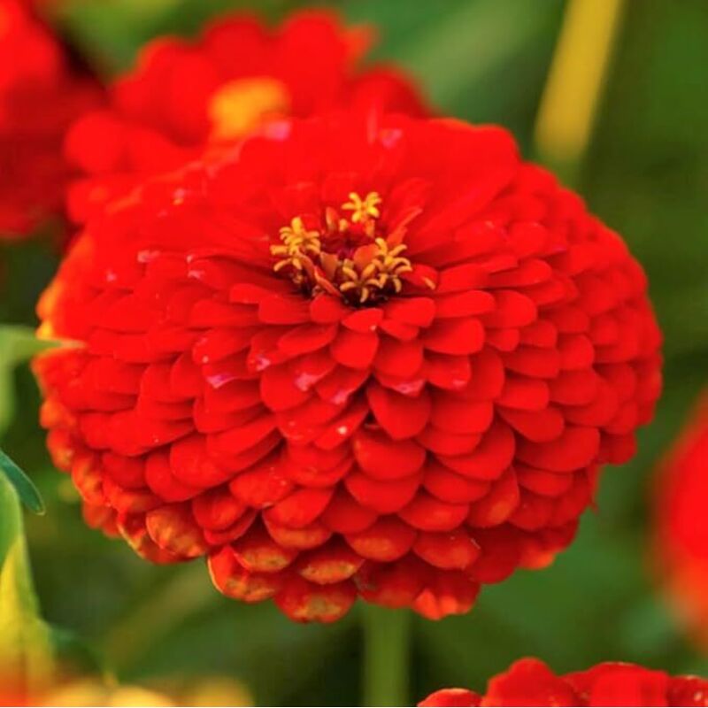 Zinnia Rote Samen 1000 – Leicht Anzubauende Gartenblumen, Hitzebeständig, Langanhaltende Blüte mit Dünger