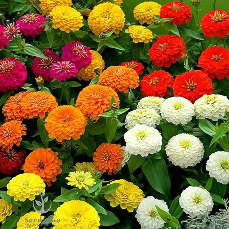 Zinnia Samen Mix 5000 – Leicht Anzubauende Blumen für den Garten, Hitzebeständig, Langanhaltende Blüte mit Dünger