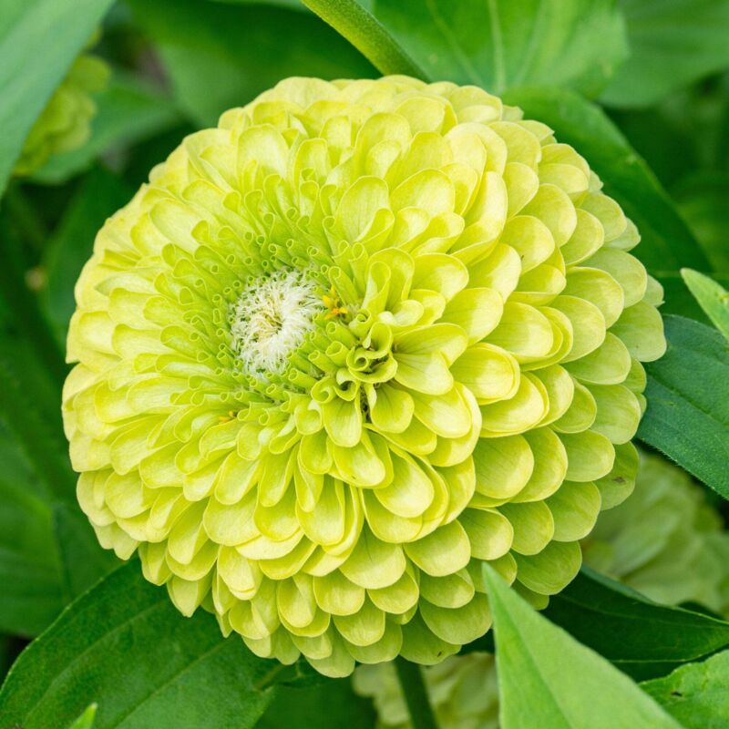 Zinnia Grün Samen Garten 2000 Stück – Bunte Blumen, Einfach zu Züchten, Mit Dünger Inklusive
