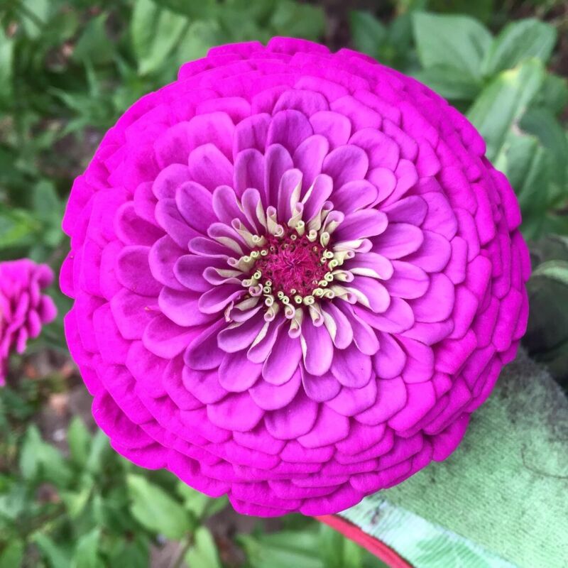 Zinnia Violett Garten Samen 2026 – 1000 Stück, Dekorative Sommerblumen, Langlebige Blüte mit Dünger