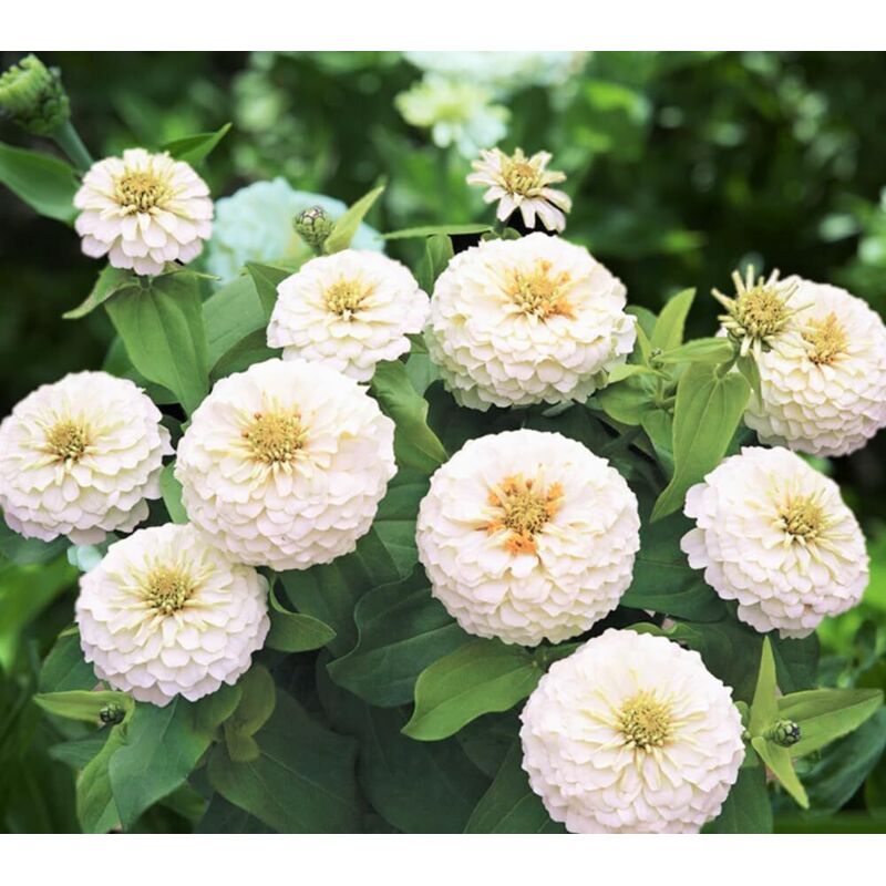 Zinnia Weiß Garten Samen 2026 – 5000 Stück, Dekorative Sommerblumen, Hitzebeständig, Dünger Inklusive