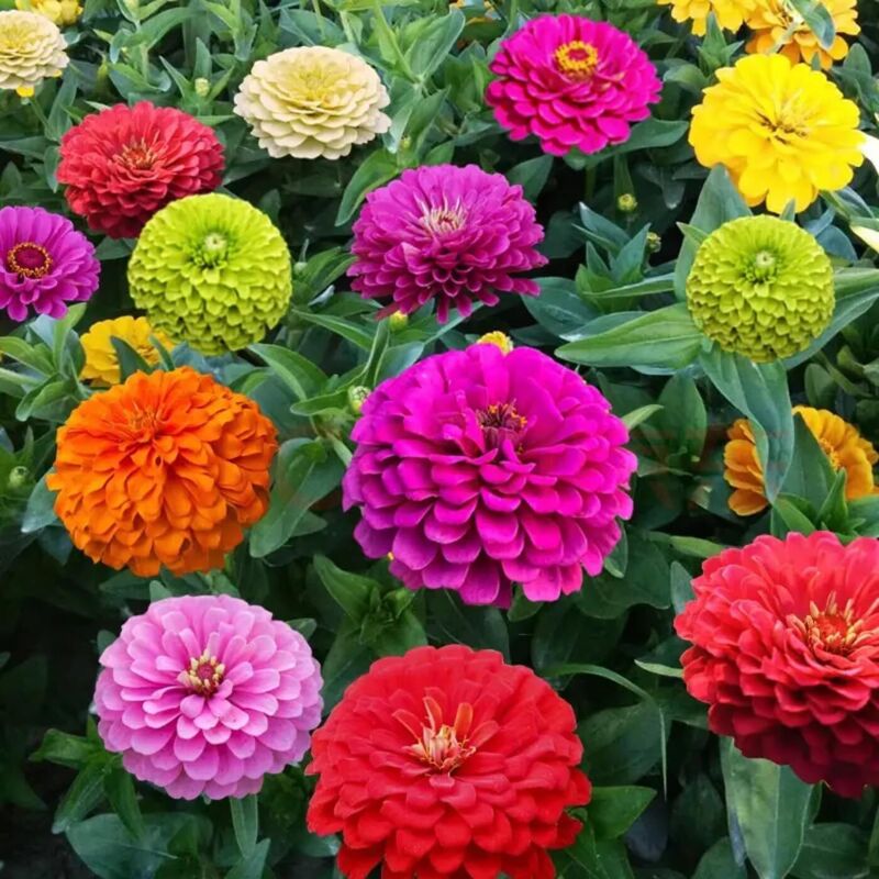 Zinnia Elegans Samen 100 Stück – Bunte Dahlienblüten Mischung, lange Blütezeit, ideal für Gartenbeete, Rabatten und Töpfe