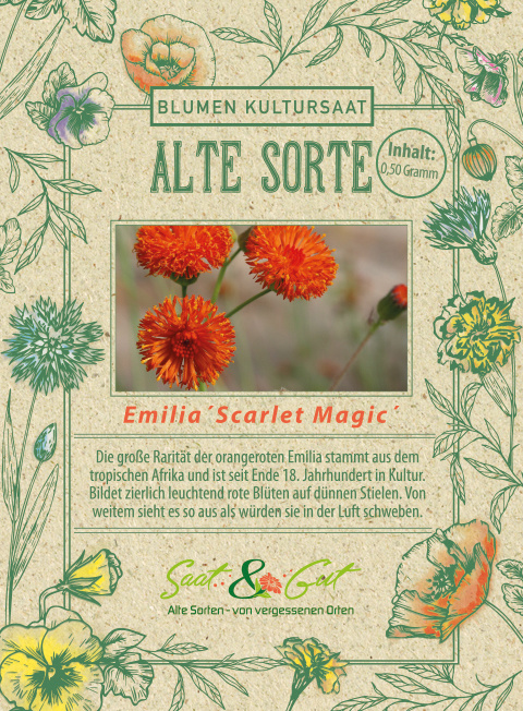 BIO-Quastenblume Emilia 'Scarlet Magic'