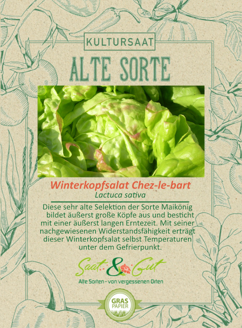 BIO-Winterkopfsalat Chez-le-bart