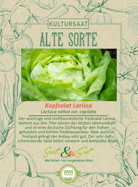 BIO-Kopfsalat Larissa