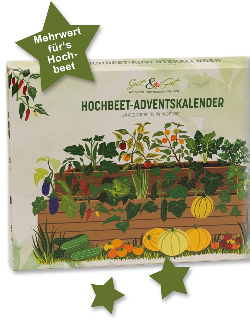 BIO Alte Sorten HOCHBEET Saatgut W?rfel-Adventskalender