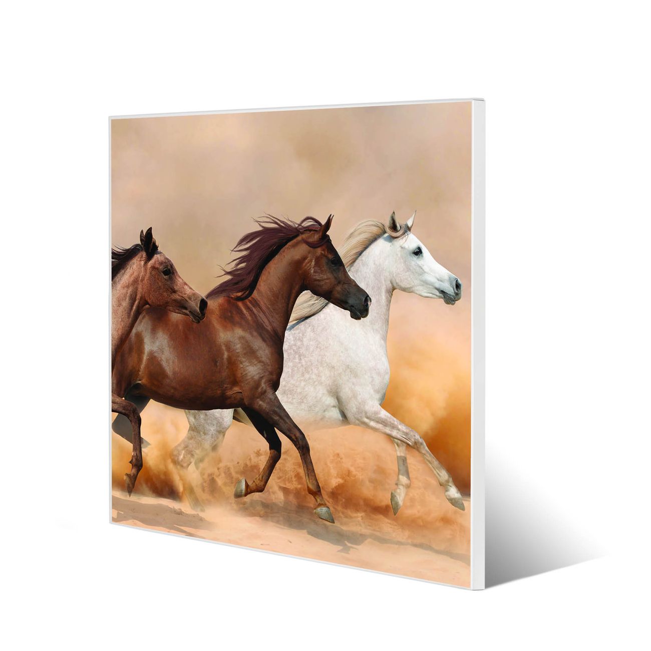 banjado Stahl Magnettafel weiß 50x50cm, Magnetwand mit Motiv Wilde Pferde Motiv Pinnwand pulverbeschichtet & magnetisch, rahmenlose hochwertige Aufhängung
