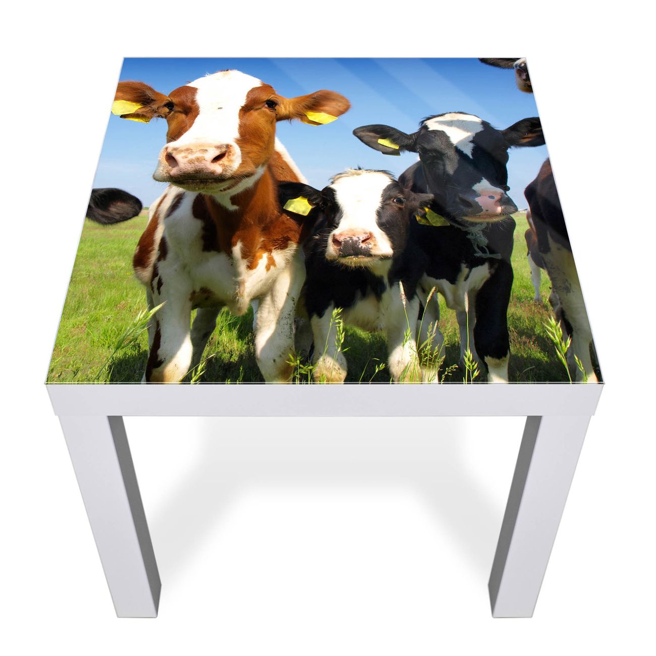Glas Abdeckplatte IKEA LACK Kühe