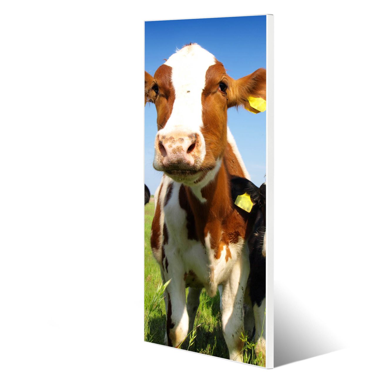 banjado Metall Magnetwand 30x75cm weiß pulverbeschichtet, Magnettafel mit Motiv Kühe, rahmenlose & hochwertige Aufhängung, Wandbild Organizer