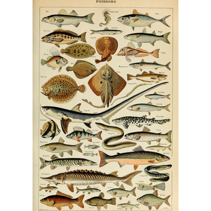 Grafika - Illustration aus dem Larousse pour Tous: Fische, 19. Jahrhundert - 1000 Teile