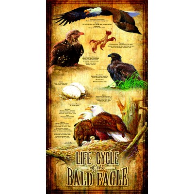 SunsOut XXL Teile - Life Cycle of the Bald Eagle 500 Teile Puzzle Sunsout-66406