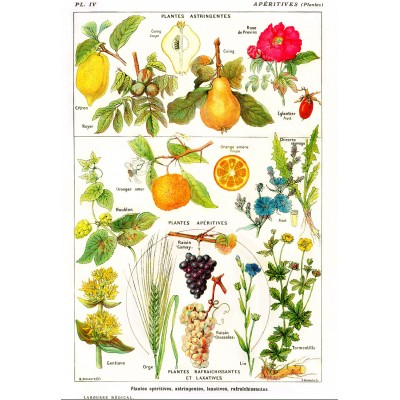 Grafika Abbildung aus Larousse Medical Illustré: Adstringierende und adstringierende Pflanzen, 1912 1000 Teile Puzzle Grafika-F-33736