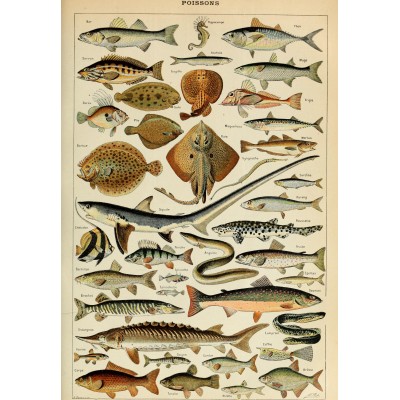 Grafika Illustration aus dem Larousse pour Tous: Fische, 19. Jahrhundert 1000 Teile Puzzle Grafika-F-33742