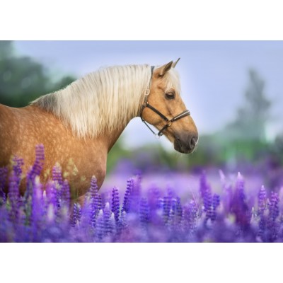 Bluebird Puzzle Cheval dans un Champ de Lupin 300 Teile Puzzle Bluebird-Puzzle-F-90281