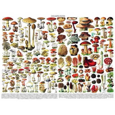 New York Puzzle Company Mushrooms - Champignons 1000 Teile Puzzle New-York-Puzzle-PD638