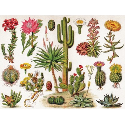 New York Puzzle Company Cacti - Cactus 1000 Teile Puzzle New-York-Puzzle-PD1833