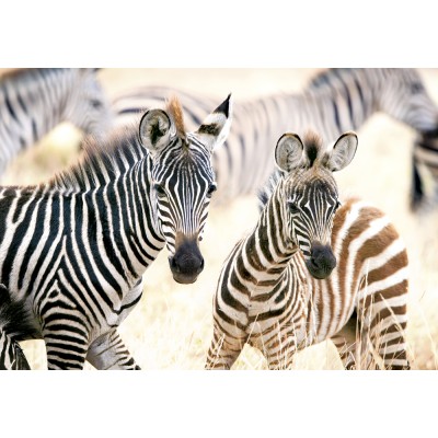 Castorland Young Zebras 1000 Teile Puzzle Castorland-105021