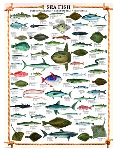 Eurographics Die Fische 1000 Teile Puzzle Eurographics-6000-0313