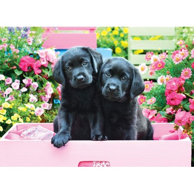 Eurographics XXL Teile - Black Labs in Pink Box 500 Teile Puzzle Eurographics-6500-5462